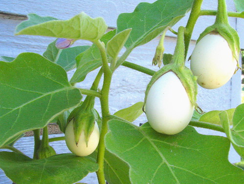 What is an Easter Egg eggplant?