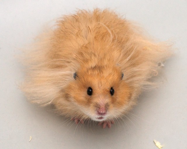 Про похудание Our golden hamster a nice model