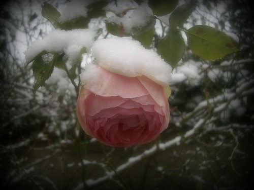 Rose sous la neige par vous 