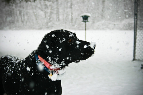黒い犬と雪画像