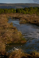 On the Flanders Moss bog