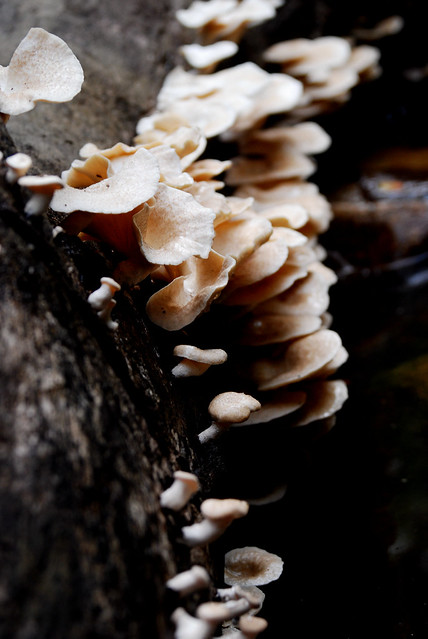 El Nido mushrooms