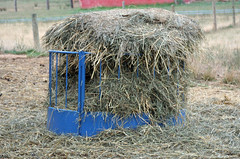 A full hay feeder