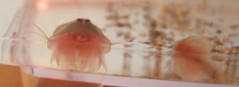 Triops, day 12