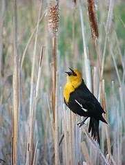 male yellow-headed blackbird singing his heart out