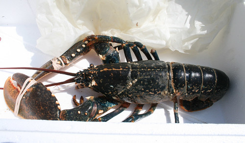 Lobster 17
