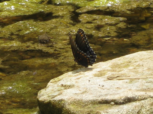 Butterfly_0444