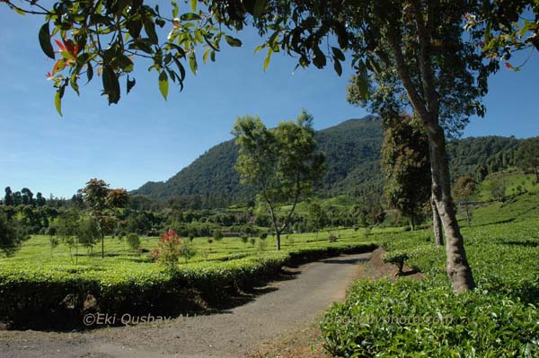 Ciwalini Tea Plantation