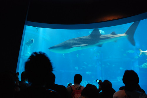 a View of the Whale Shark