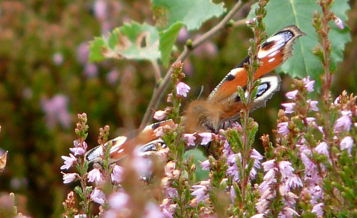 Peacock butterfly in heather