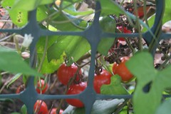 the tomatoes behind the mesh walls of the compost bin