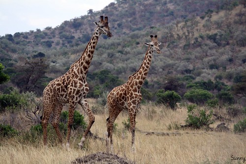你拍攝的 21 Masai Mara - Giraffe 長頸鹿。