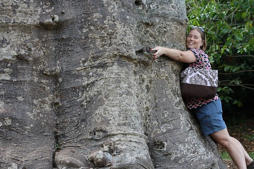 baobab tree hugger