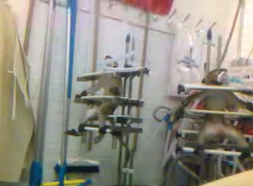  Restrained monkey, at Huntingdon Life Sciences 
