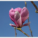 玉兰 - Magnolia denudata