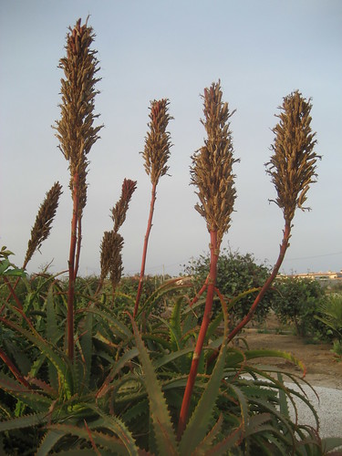 Plantas del Toyo Retamar (Almería)