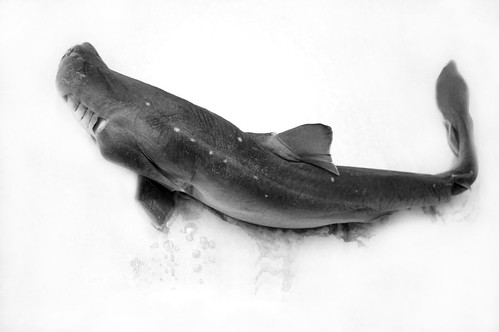 dogfish shark circulatory system. Dogfish Shark