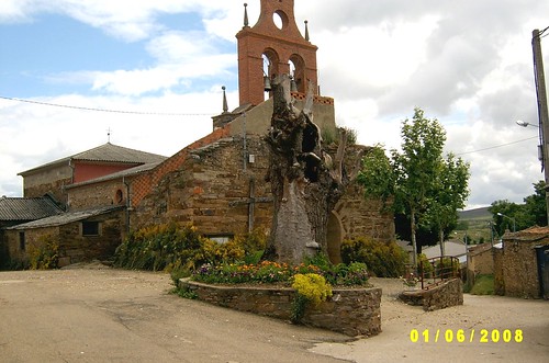 Iglesia y negrillico de Abejera con Flores Corpus