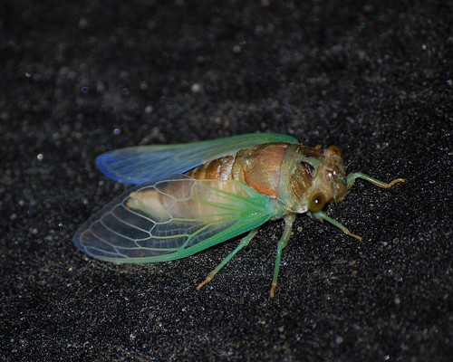 cicada1