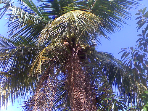 Coconut1