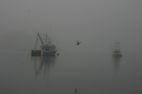 Morning Fog with seagull