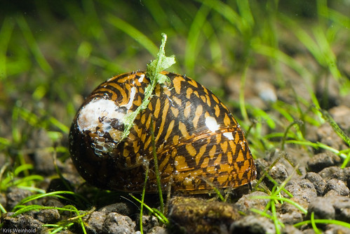 Tiger Snail