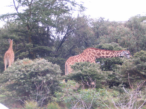 你拍攝的 31 Lake Naivasha - 長頸鹿。