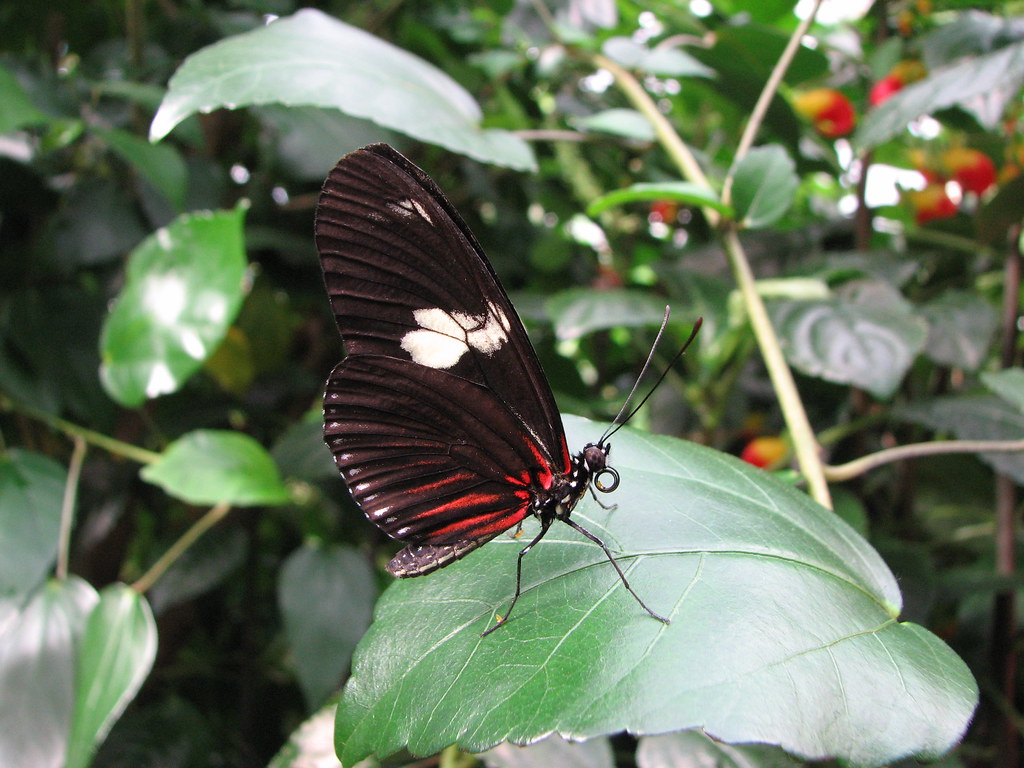 Carleton Biology Butterfly Show