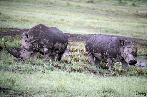 你拍攝的 50 Lake Nakuru - Rhino。