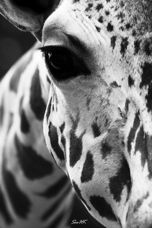 Look into my Eye @ National Zoo, KL, Malaysia