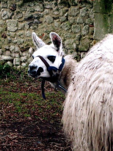 A white llama, kneeling with body facing away from the camera. The llama is turning to look back at the camera with a slightly bemused expression