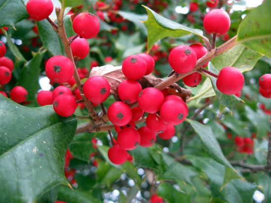 Holly Berries (Click to enlarge)