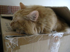 In the box, or on the box -- a cat's philosophical conundrum