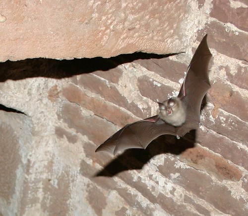 Lesser horseshoe bat (Rhinolophus hipposideros) bat flying towards you