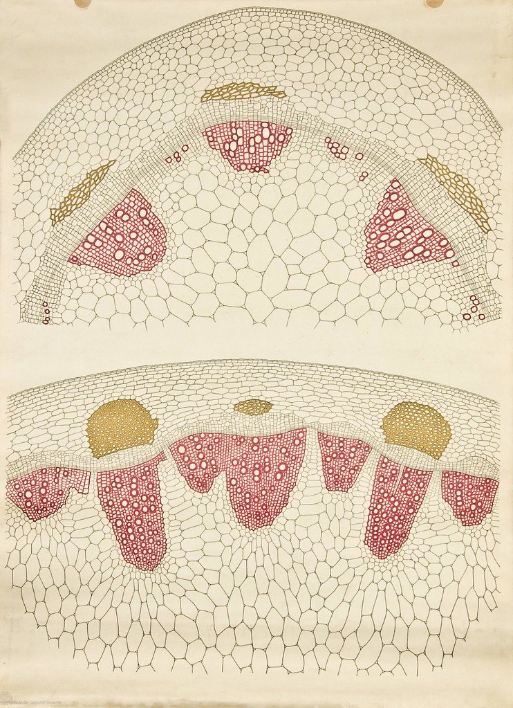Dicot stem cross-section -- Anatomia Vegetal 1929, pub. by FE Wachsmuth e