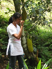 Our guide next to the Jack Fruit