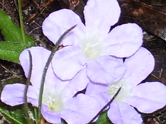 Florida native flower