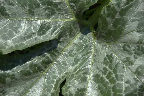 Squash Leaf