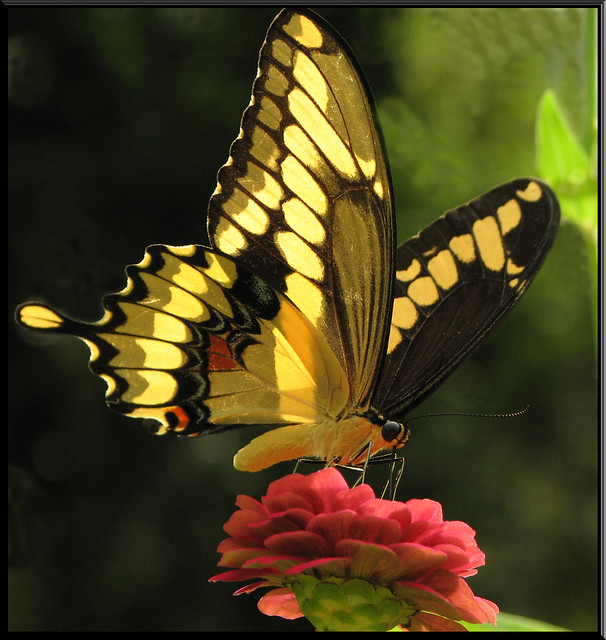 Giant Swallowtail (Papilio cresphontes ) Cramer, 1777