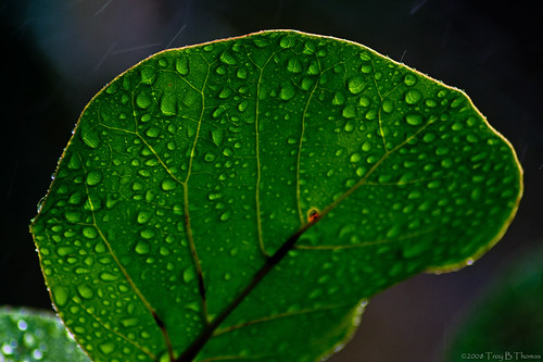 20080815_LeafWaterdrops3