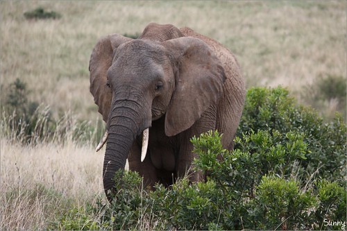 你拍攝的 26 Masai Mara - 大象。