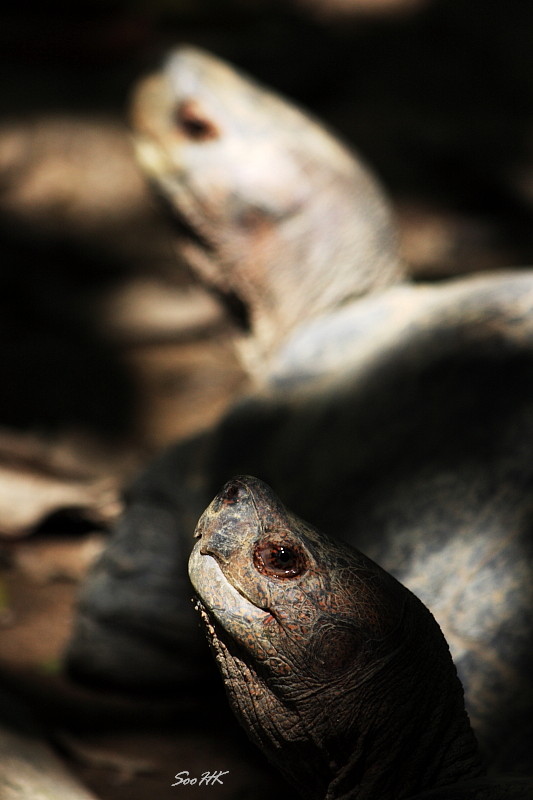 Turtle @ National Zoo, KL, Malaysia