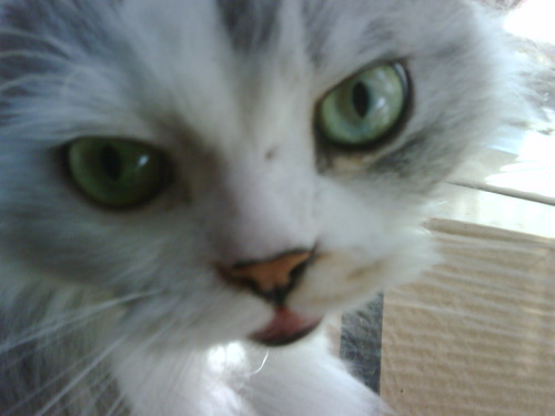 Kitty Closeup
