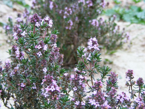 Tomillo sobre tomillo / Thyme over thyme