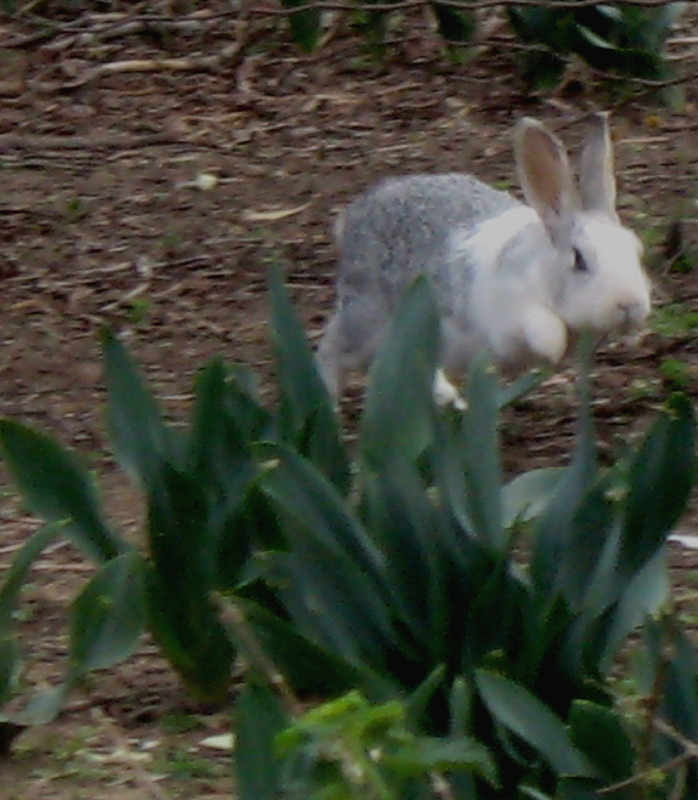 3-1-2009-bunny5-jumping