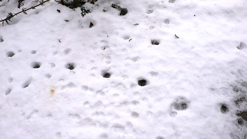 Cat footprints in the snow
