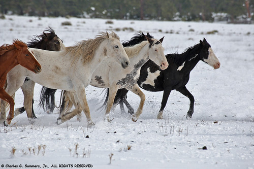 Horses Running In Snow. Wild Horses running in fresh