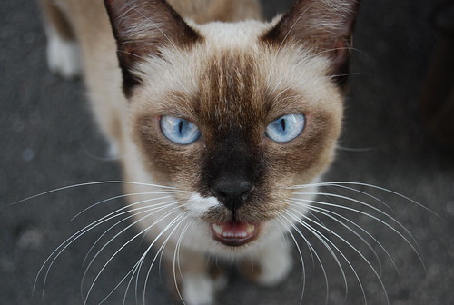 フリー画像 動物写真 哺乳類 ネコ科 猫 ネコ シャム猫 フリー素材 画像素材なら 無料 フリー写真素材のフリーフォト