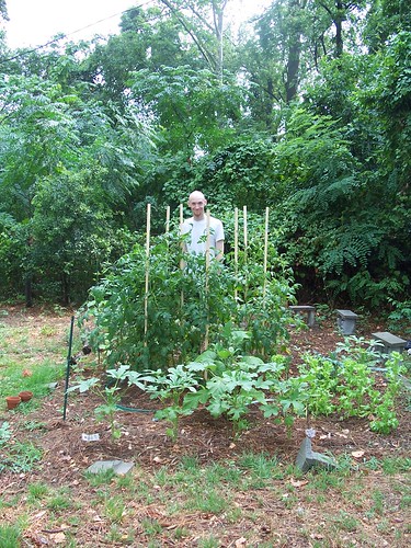 baldman in garden with our newly staked tomatoes, 6/22