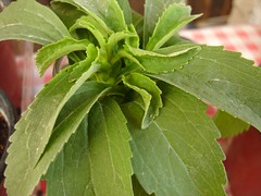 Stevia Pflanze